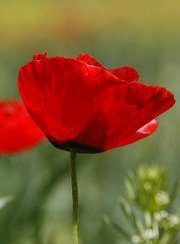 eyeasminara's profile picture. 