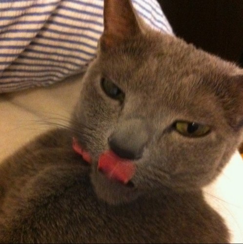 tomhrmom's profile picture. 