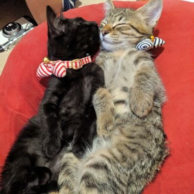 キジトラ♂こたつ
黒猫♀みかん
6歳の兄妹
白目で寝るのが得意
お庭に遊び来ていた野良猫キジトラ♀もなかとキジトラ♂ほたるが新しい家族に!
無言フォローOK!こちらも無言フォロー失礼いたします!
猫関連相互フォローいいねさせていただきます虐待者の事はボロくそ言います
よろしくお願いいたします
猫はみんな好き