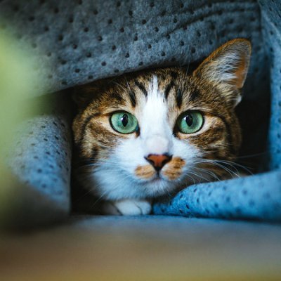 model109t's profile picture. 可愛い猫動画のつぶやきを発信していきます。