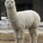 yukiman33's profile image