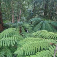 ForestHydrologyUnimelb(@ForestHydroMelb) 's Twitter Profileg