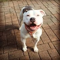 Megan Murphy (@megsinnc) 's Twitter Profile