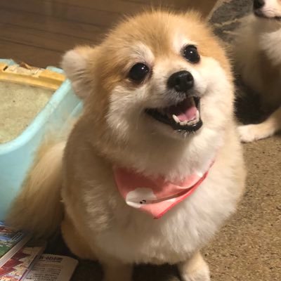 tJI8W6QHIvpve4O's profile picture. アニメ好きのおじさんデス😋　SNSは嘘が蔓延しているのが嫌いなので、氏素性明らかにしています