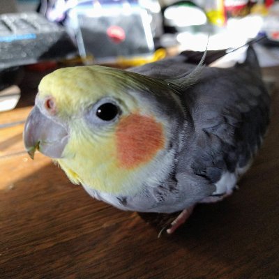 Cockatiel that enjoys head scratches, singing and admiring myself in the mirror.