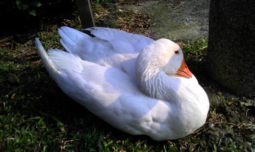 peifuu's profile picture. 努力念完數學系的大三女孩:)
喜歡熱血排球、優雅瑜珈和律動舞蹈，喜歡畫畫喜歡創意奇妙XD
花草動物好可愛，世界好美，生命的每一刻都是可愛光亮的祝福:)
我愛狗狗、我愛小喵、愛我親愛的動物朋友們，我是維根小孩ya～:D