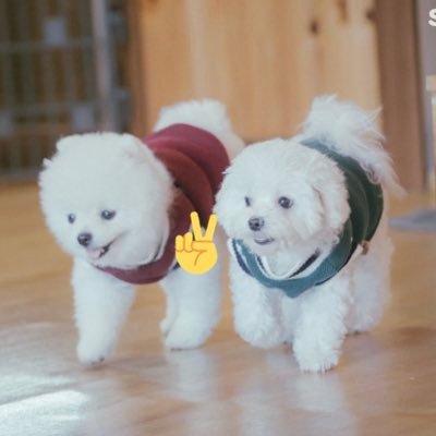 따따(191102/♂) 뽀뽀(200316/♂) 🐶@ws_puppy_name