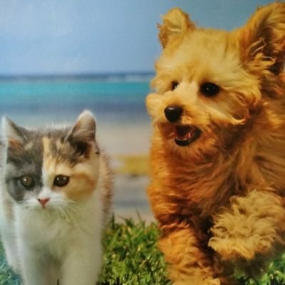 犬猫動物大好き！殺処分ゼロへ❗脱格差！弱者と地球環境に優しい社会を❗維新と自民党は嫌い❗立憲、れいわ、社民、共産党を応援❗ 無言フォロー失礼します❗️