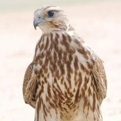 تجمع الصقارين العرب
حساب يجمع أشهر صقاري الخليج العربي والدول العربية والعالم 🦅
حساب تفاعلي منكم وإليكم 🔄
