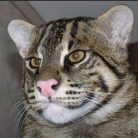 KaterKatastra (@davidsick2) 's Twitter Profile