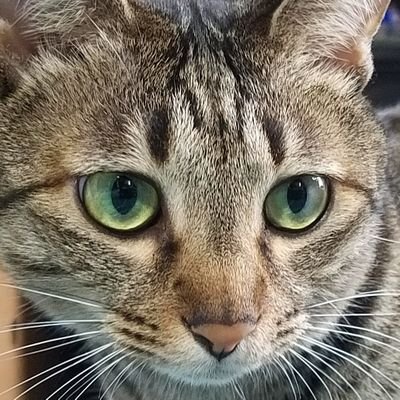 yuki_jiromaru's profile picture. ガンプラ、メガミデバイス等の美プラ、猫好きな道民です。 まれに飯テロ。農業・食品関係やってます。プラモは積んでこそプラモ。多々買うべし。買えないプラモはない、そして積む、無限の積箱。