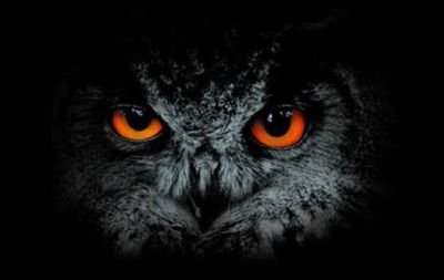 Baykus22541472's profile picture. Uçarım.IYI lik kazanacak #Ankara