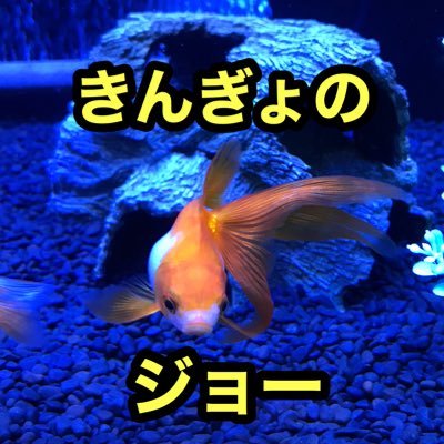 きんぎょのジョーです！ 金魚6匹、プレコ2匹のゆったりまったりとした日常をお届けします！ YouTubeもやってますhttps://t.co/X7UtPRprsH  Instagramもやってます https://t.co/sTgHmP6AGd