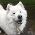 Ringo the Samoyed (@ringosamoyed) Twitter profile photo Ringo the Samoyed (@ringosamoyed) Twitter profile photo