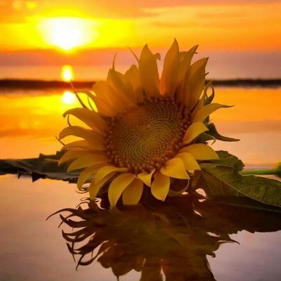 JliaVitriodosS1's profile picture. Oi meu nome e Júlia,prazer! 🌻🥰