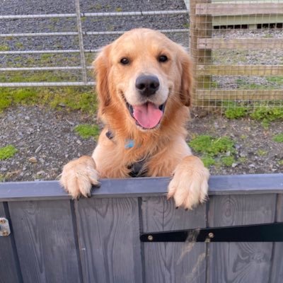 Outsourced Paraplanner. Compliance Support. Golden Retriever Office Dog.