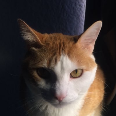 Nuzzauria's profile picture. Michi. Amante del tocino. Directora y principal accionista de la Librería El Juguete Rabioso.