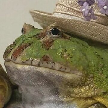 Apocalices Gay Sur Twitter Terapeuta O Burro Ogro Bebe De Shrek Terceiro Nao E Real E Nao Pode Te Machucar O Burro Ogro Bebe De Shrek Terceiro T Co Oefselgesh