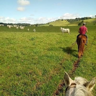 JuniorAstrissi's profile picture. 