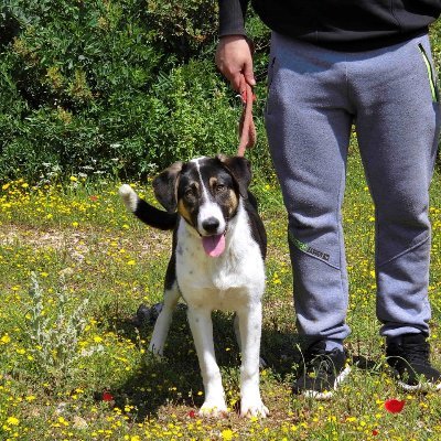 stevero97853481's profile picture. Wildlife campaigner. supporting animal rescuers in UK and fighting a one man War on Woke 🇬🇧 🐖 🌲🌺🌻🦔