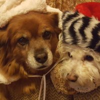 Sherry (@gardenersherry3) 's Twitter Profile