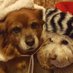 Sherry (@gardenersherry3) Twitter profile photo Sherry (@gardenersherry3) Twitter profile photo