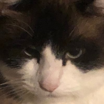 emperor_pinot's profile picture. world’s fuzziest cop killer 🥺 now growing an appetite for zionists too 😋