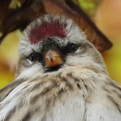 EYbirder Profile Picture