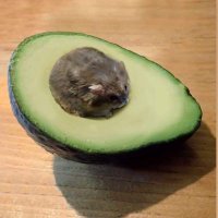 perfectsalad (@saladperfect) 's Twitter Profile Photo