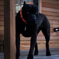 AddisPetZone (@addispetzone) 's Twitter Profile