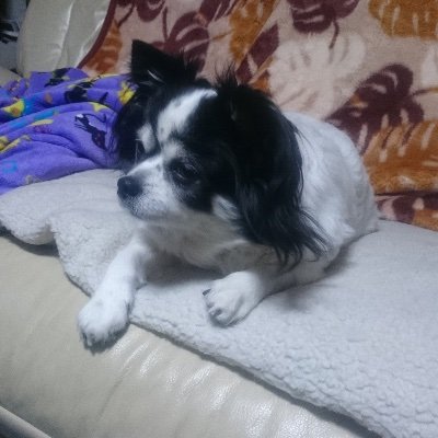 ぶちさんのプロフィール画像