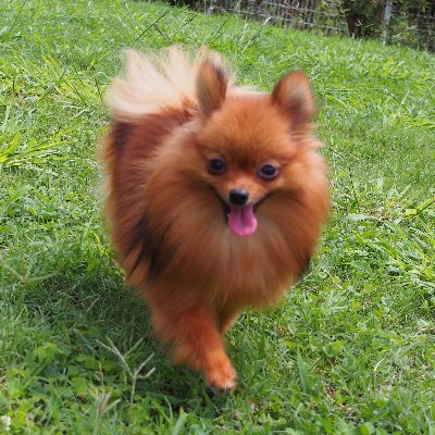 ポメラニアン の 麦 と 私 の 日常 ★
犬 猫 動物 お買い物 株主優待 が 大好き ★
楽天アフィ Amazonアソシエイト に 参加中 ★
楽天ROOM ↓
https://t.co/nsmqK7a0Y7