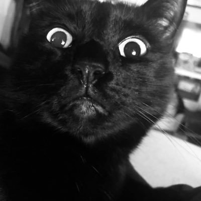 MeagsShirk's profile picture. History nerd with a law degree. Connor the Cat’s mom. Walking disaster with a strong propensity for humor. Philadelphia. AU-WCL. Millersville.