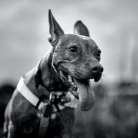 Cranberry (@cranberrythedog) 's Twitter Profile