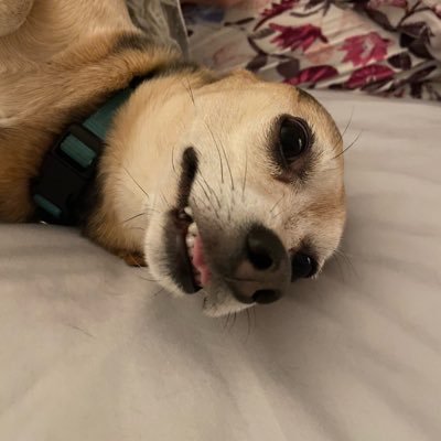 kscrims's profile picture. 