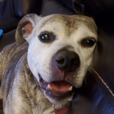 Proud LGBTQ supporter. Mom to 2 boys, 4 dogs, 2 cats & 1 bearded dragon. Owned/saved by pitbulls for over 26 years. Also, I am the Momma to @FrecklesPitbull.