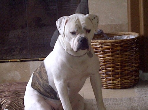 ATCsandiego's profile picture. I'm married to a hot and sexy 6'0 blonde that I love very much. We love our 2 dogs.