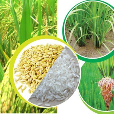 Vietnam White Long Grain Rice Profile