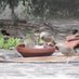 Bird watcher (@birdwatch2020) Twitter profile photo Bird watcher (@birdwatch2020) Twitter profile photo