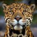 Tliba (@pnvnetwork) Twitter profile photo Tliba (@pnvnetwork) Twitter profile photo