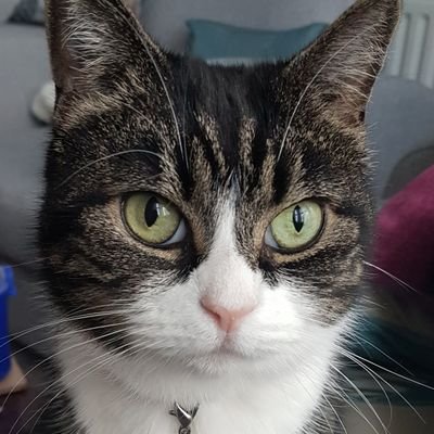 Hi I'm Sachie, Bambi is my human and her mums kitty is Tiddles. Come join me!! 🐾🐈❤ 🏴🇬🇧