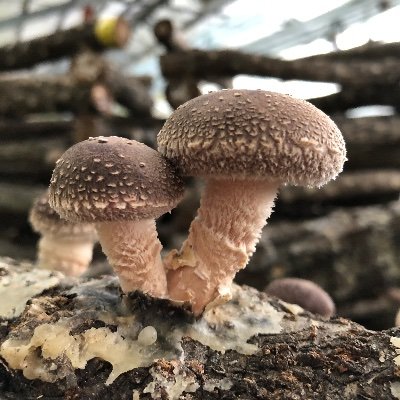 halyoho's profile picture. 妻と子×2持ちover40社会人論文生。公認会計士資格取得に向けて勉強中。26年目標。CPA通信。短答は11回目(R7Ⅱ)で🙆‍♂️。R7論文🙅‍♂️。R8論文🈴を目指す！