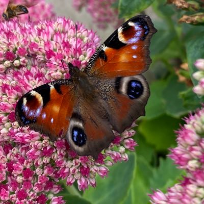 Ex Practice Nurse / Respiratory Disease Education /treasure our natural world and the power of music 🎶