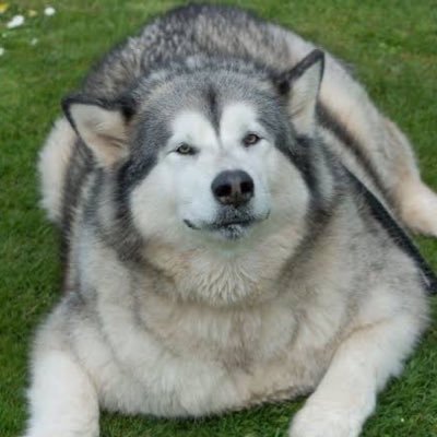 HuskypPlayz's profile picture. Just a random husky