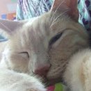 LindseyLCodes's profile picture. Hello! ❤️
I love music (especially classic alternative/new wave,) animals, and etymology. I make websites & crossword puzzles (+ myriad videos of my cats. 🐈)