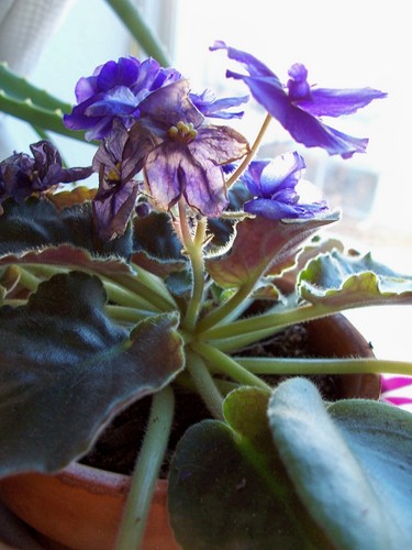 foxazhandmade's profile picture. we make handmade one of a kind turquoise and antler  jewelry, knits crochet items