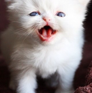 LilyValmas's profile picture. 