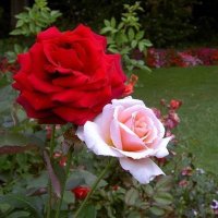 مصطفى العراقي (@nmkkmicjb4i15dj) Twitter profile photo