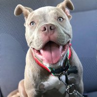 Pitbull Club Usa (@usa_pitbull) 's Twitter Profile