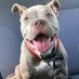 Pitbull Club Usa (@usa_pitbull) Twitter profile photo Pitbull Club Usa (@usa_pitbull) Twitter profile photo